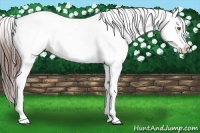 Horse Color:Sable Champagne Near Leopard 
