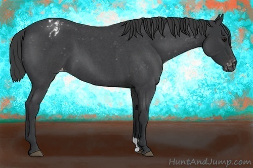 Horse Color:Blue Roan Appaloosa