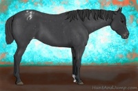 Horse Color:Blue Roan Varnish 