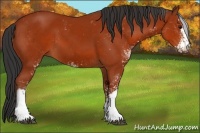 Horse Color:Bay Sabino 