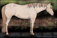 Horse Color:Red Roan Appaloosa 