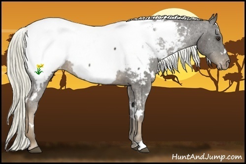 Horse Color:White Spotted Liver Chestnut Mushroom Near Fewspot Rabicano 