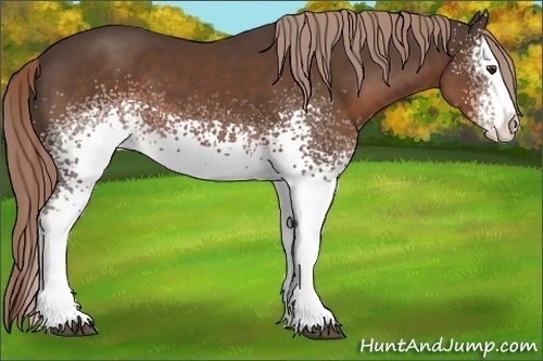 Horse Color:White Spotted Liver Chestnut Sabino Splash 
