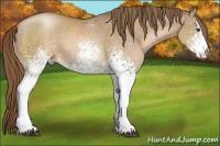 Horse Color:White Spotted Liver Chestnut Pearl 