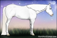 Horse Color:Perlino Roan Sabino Varnish