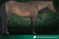 Horse Color:Brown Dun