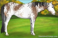 Horse Color:White Spotted Buckskin 