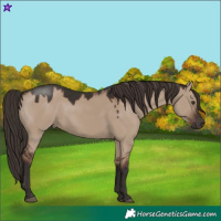 Horse Color:Liver Red Dun 