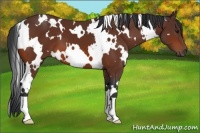 Horse Color:White Spotted Bay 