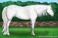 Horse Color:Palomino Splash Tobiano Frame Appaloosa Rabicano