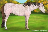 Horse Color:Plaid  Bay Ice 