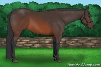 Horse Color:Brown 