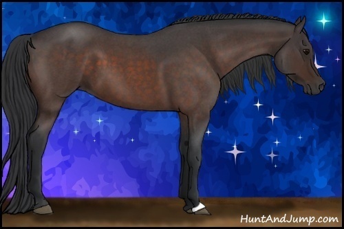 Horse Color:Bay Roan 