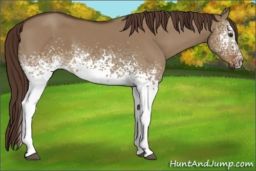 Horse Color:White Spotted Liver Red Dun