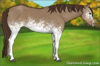 Horse Color:White Spotted Liver Red Dun