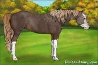 Horse Color:Liver Chestnut Splash 