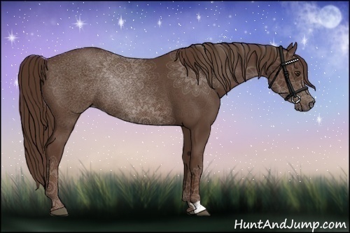 Horse Color:Liver Chestnut Rabicano 