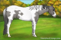 Horse Color:Grullo Tobiano Frame Varnish