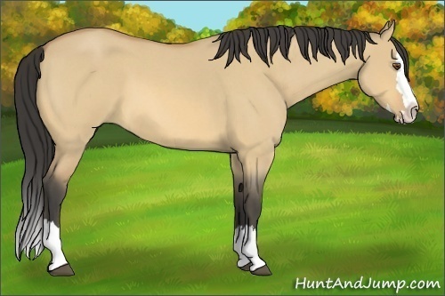 Horse Color:Buckskin Roan Dun Splash 