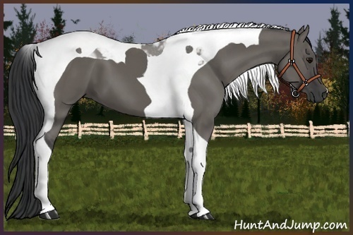 Horse Color:Grullo Tobiano