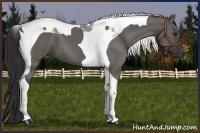 Horse Color:Grullo Tobiano