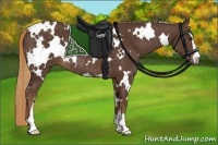Horse Color:White Spotted Liver Chestnut Sabino Rabicano