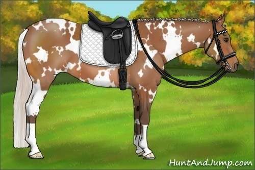 Horse Color:White Spotted Silver Bay 