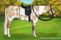 Horse Color:White Spotted Red Dun 