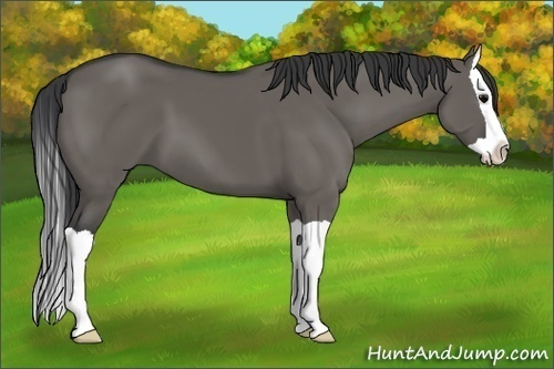 Horse Color:Grullo Splash 
