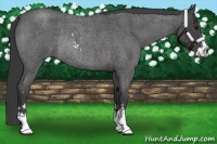 Horse Color:Smoky Blue Roan Sabino Rabicano