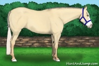 Horse Color:Silver Classic Champagne Dun Splash Frame