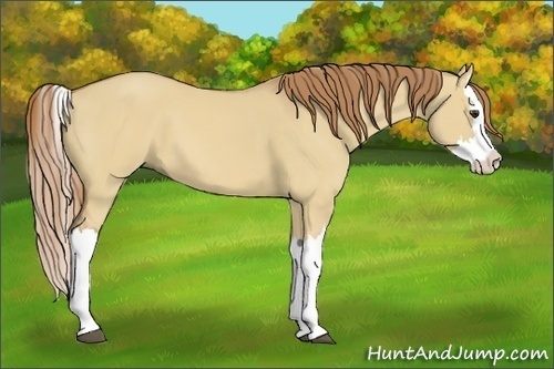 Horse Color:Red Dun Splash 