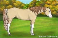 Horse Color:Red Dun Splash 