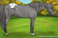 Horse Color:Black Appaloosa 