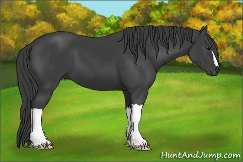 Horse Color:Smoky Black 