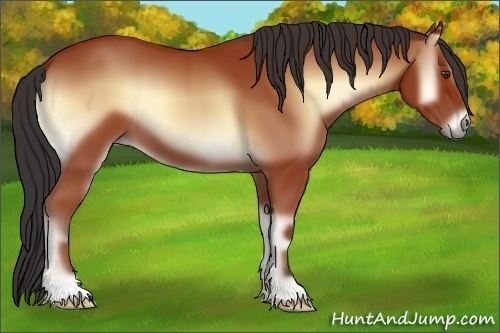 Horse Color:Bay Onyx 