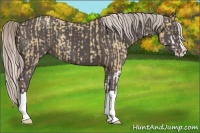 Horse Color:Silver Classic Champagne Dun Splash and Silver Black Splash