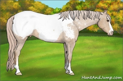Horse Color:Palomino Sabino Appaloosa 