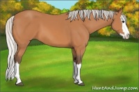 Horse Color:Silver Bay Sabino Splash 