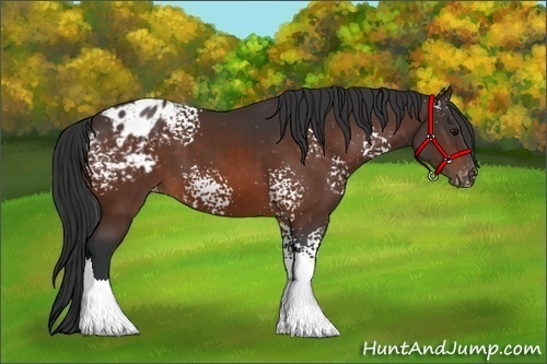 Horse Color:White Spotted Bay Appaloosa 