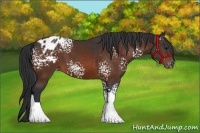 Horse Color:White Spotted Bay Appaloosa