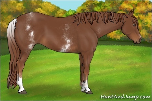 Horse Color:White Spotted Chestnut Sabino 