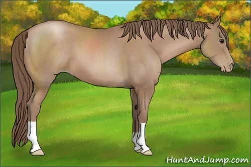 Horse Color:Unknown 