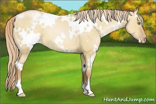 Horse Color:White Spotted Red Dun Pearl 