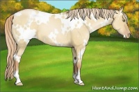 Horse Color:White Spotted Red Dun Pearl 