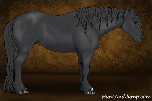 Horse Color:Black 