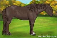 Horse Color:Liver Chestnut Sabino