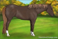 Horse Color:Liver Chestnut 