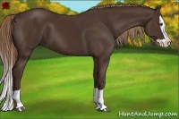 Horse Color:Liver Chestnut Splash 