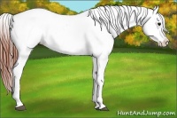 Horse Color:Brown Frame Appaloosa 